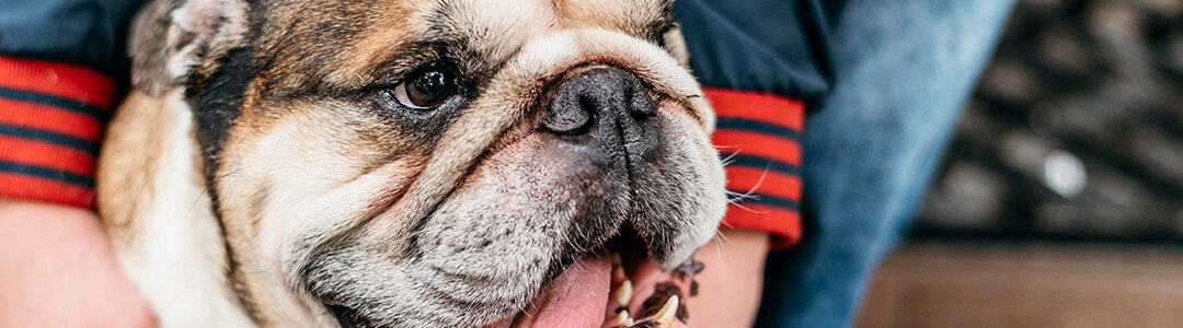 Cómo Prevenir la Obesidad en los Perros