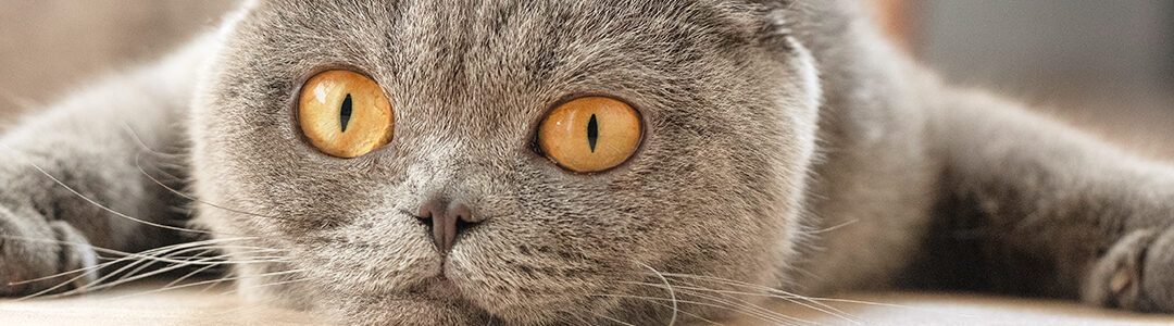 El Impacto del Estrés en los Gatos y Cómo Reducirlo