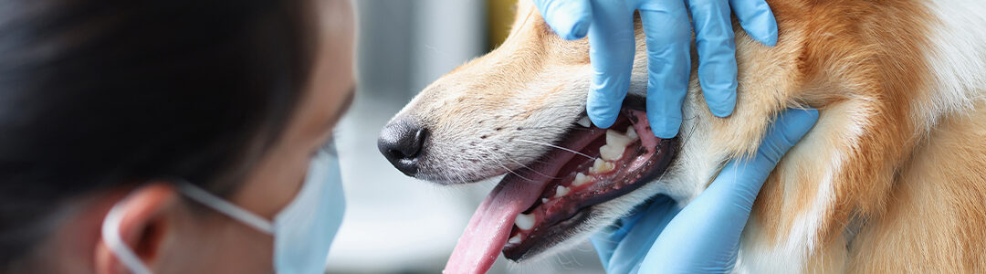 Cuidado Dental de tu Perro