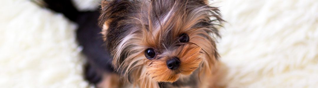 Yorkshire Terrier: El Pequeño de Personalidad Gigante